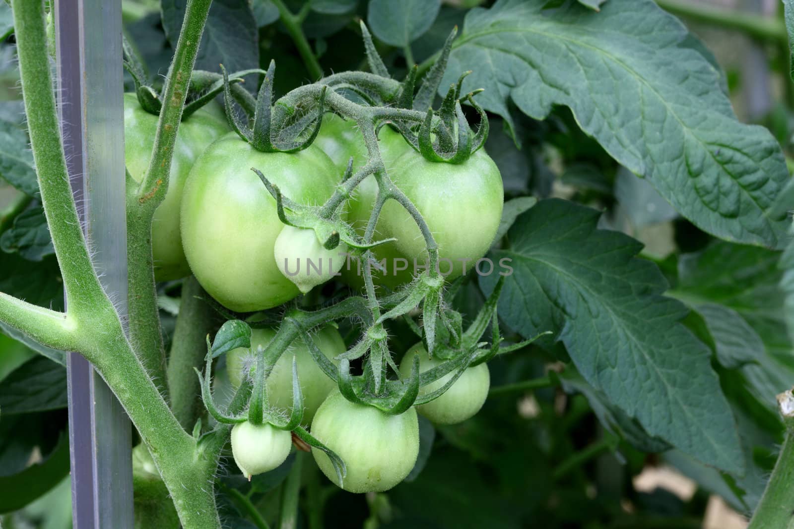 fresh growing green garden tomatoes on the vine