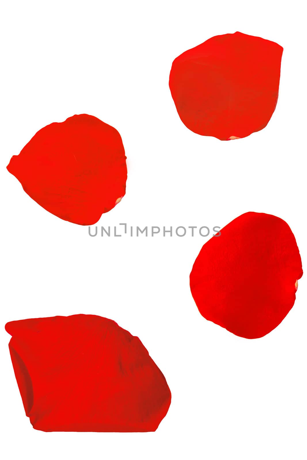 4 isolated red rose leaves