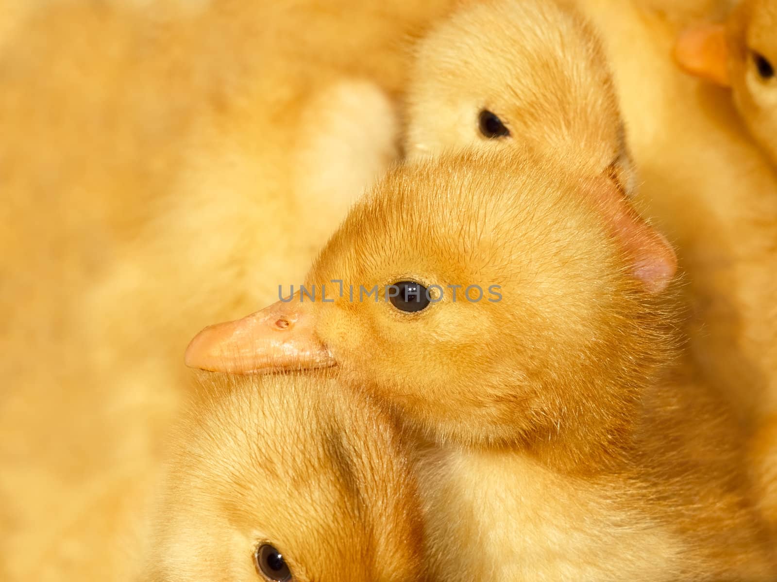 Small ducklings on yellow by qiiip