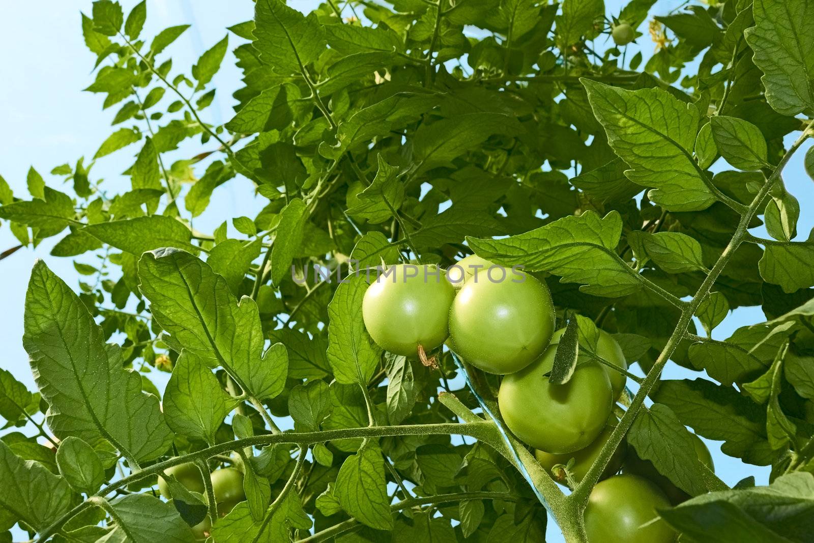 High green tomato plants are growing in the greenhouse. View from below