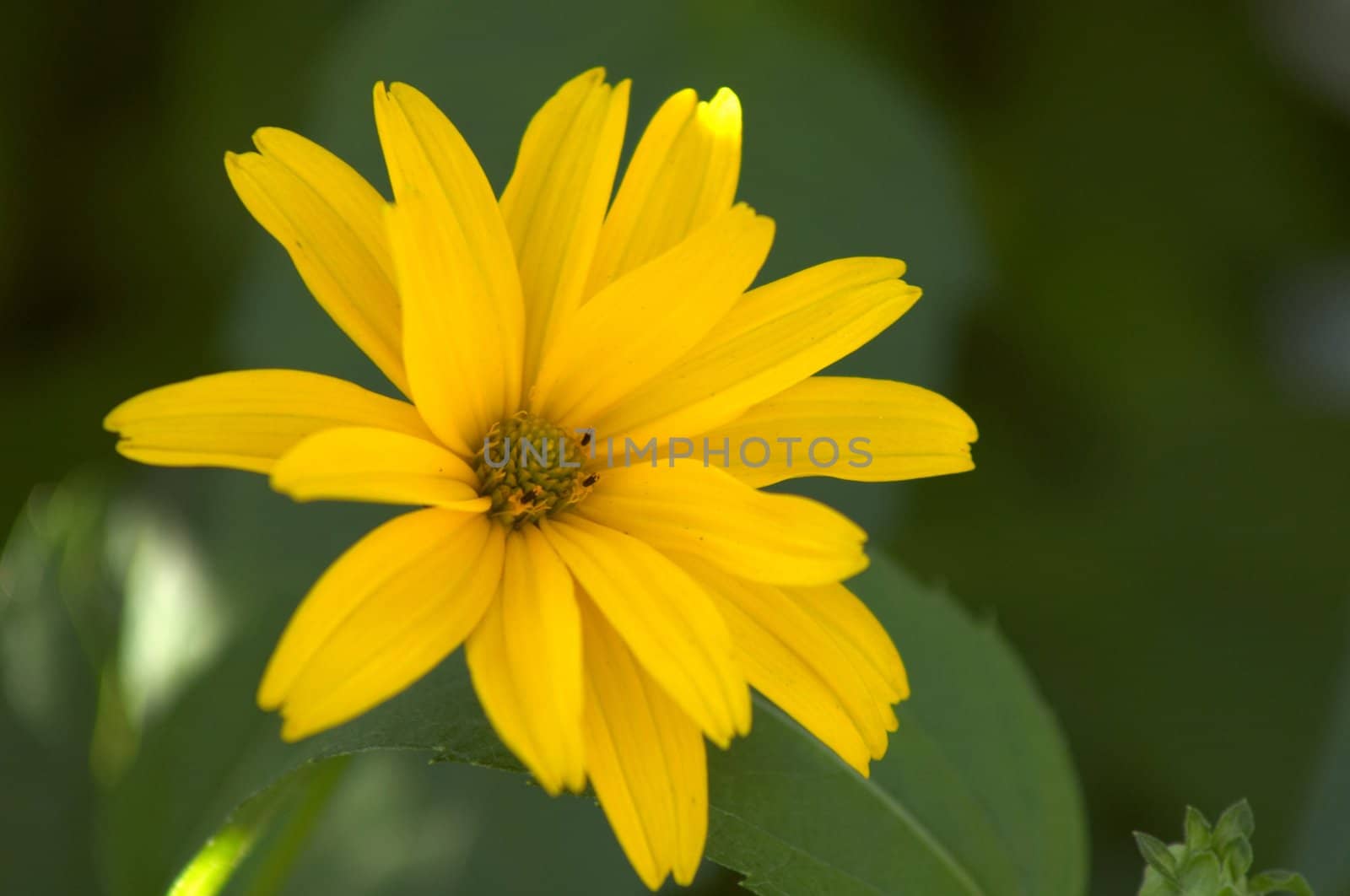 An image of yellow flower