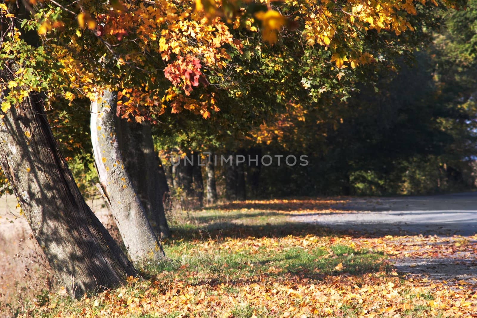 A road among the autumn trees