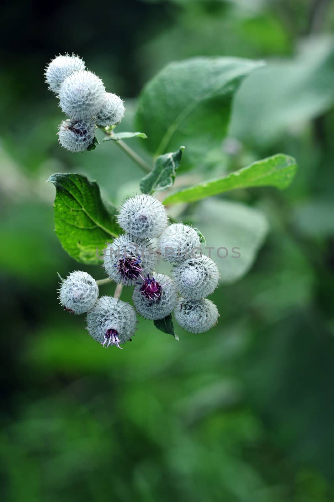 An image of a green plant of burdock