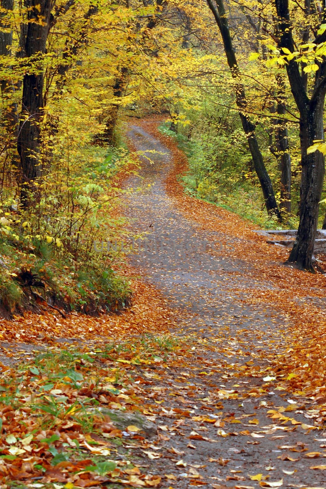 A old road in autumn forest