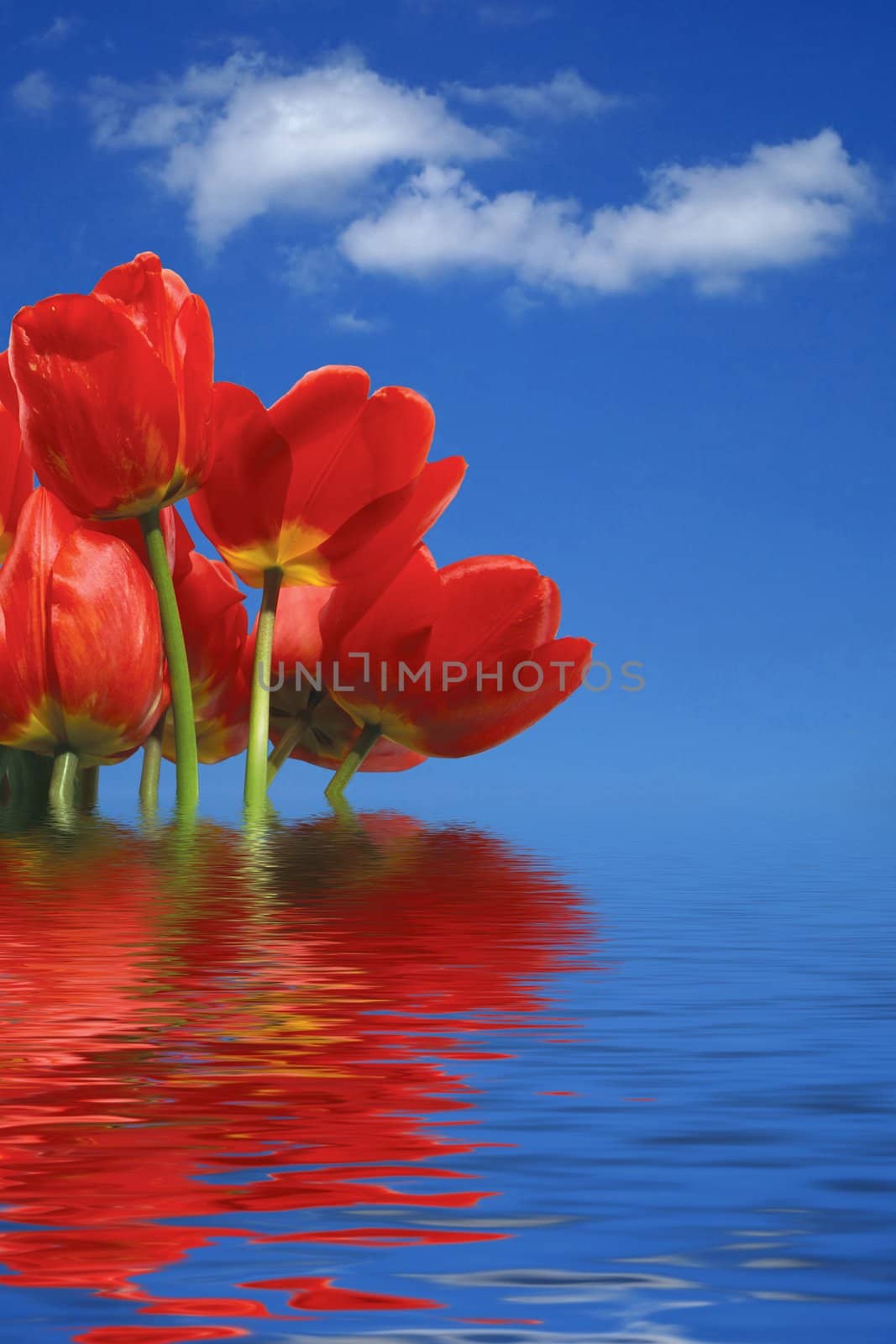 Tulips on background of blue sky with white clouds