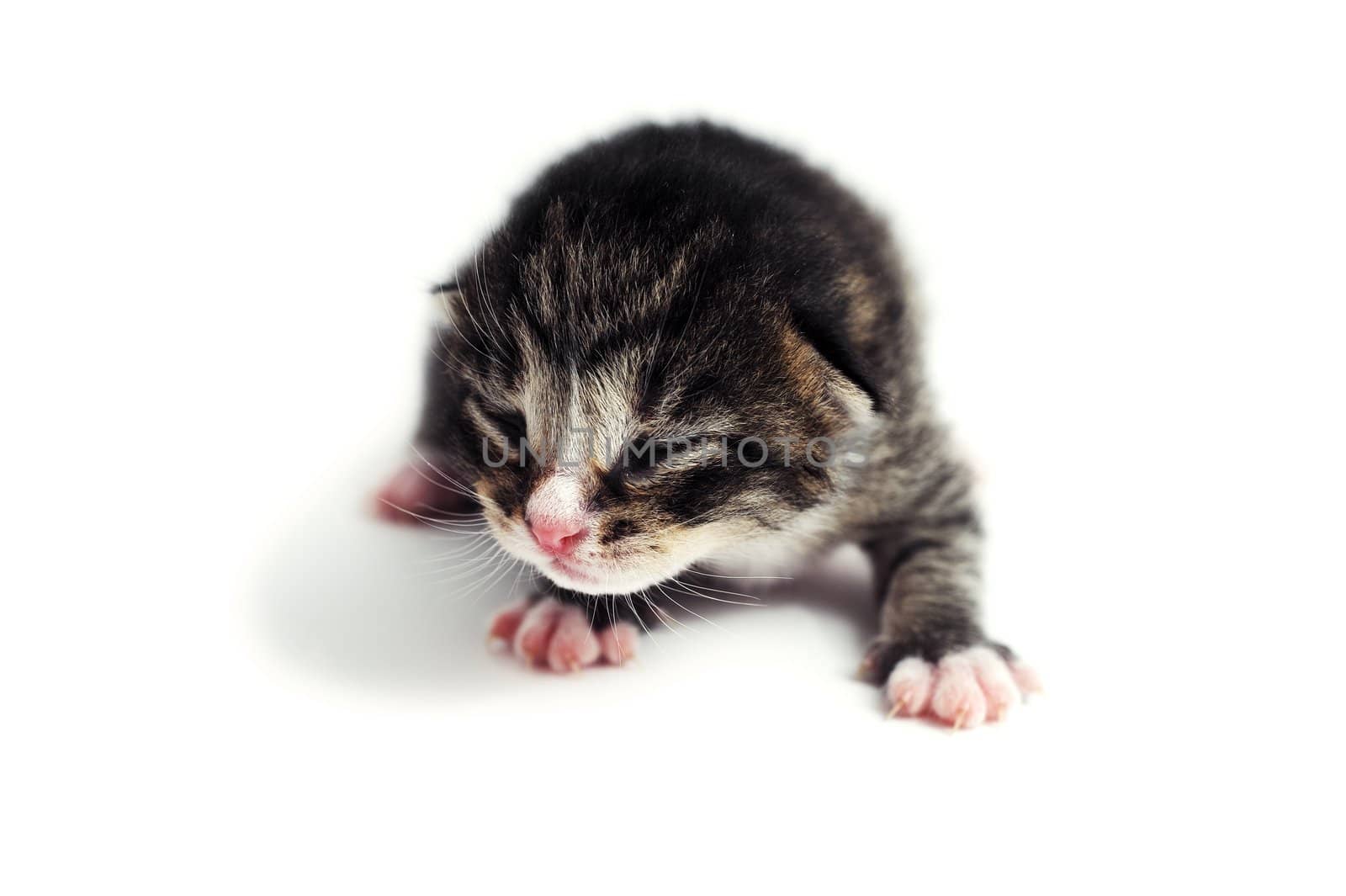 An image of blind kitten on white