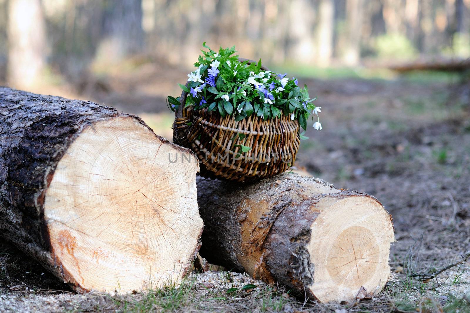 An image of a basket with spring flowers