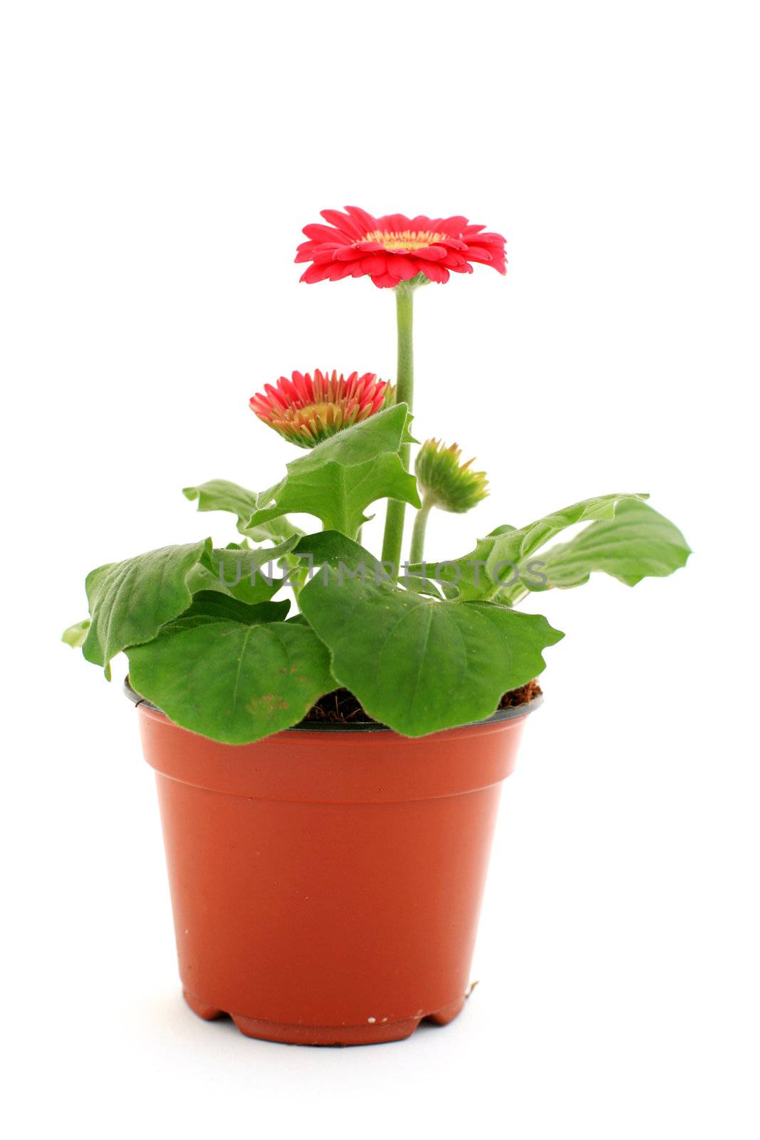 Red gerbera daisy plant in pot on white background 