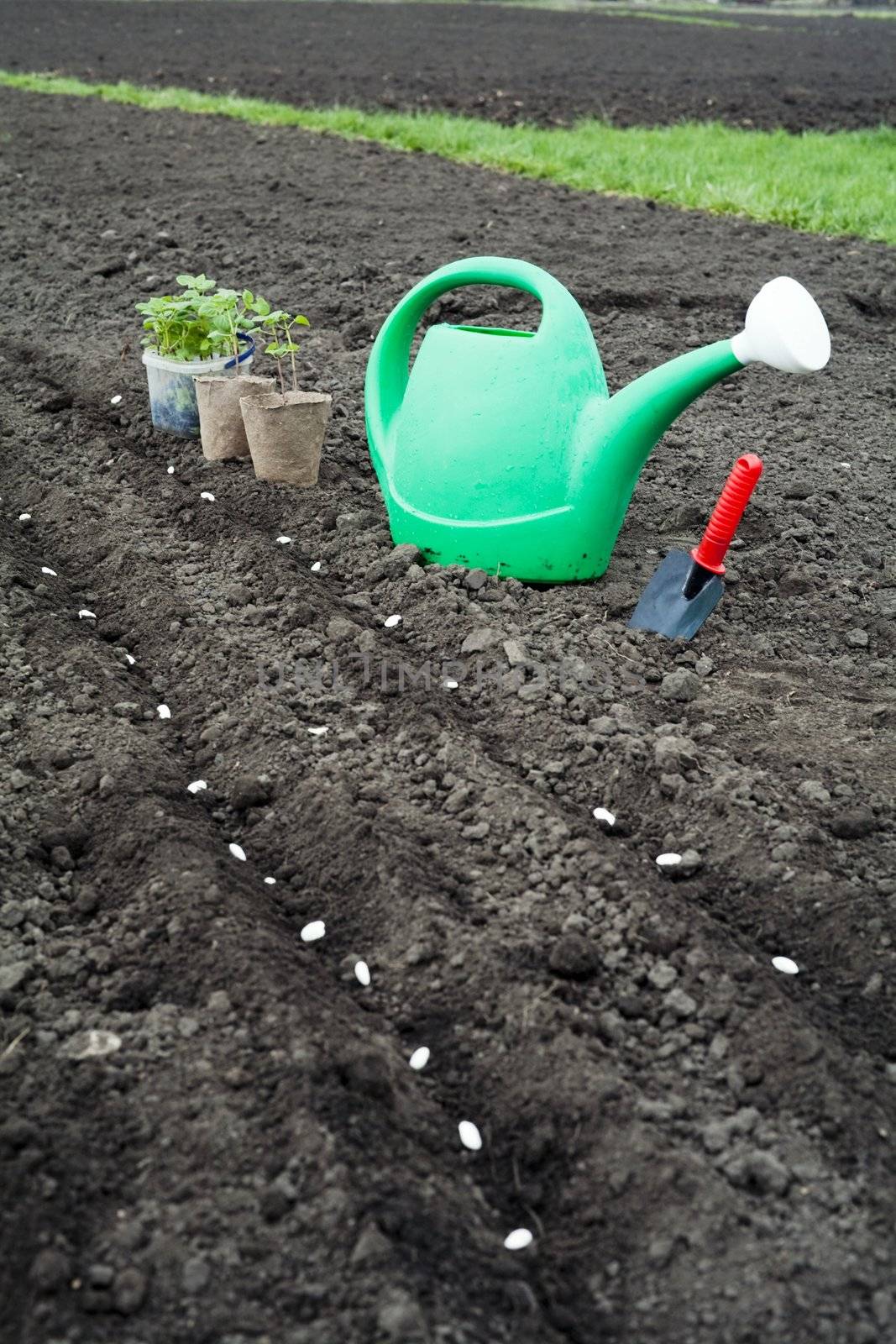 An image of green plants and watering can