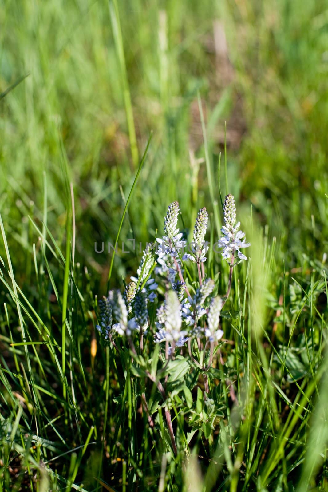 An image of flowers in the grass