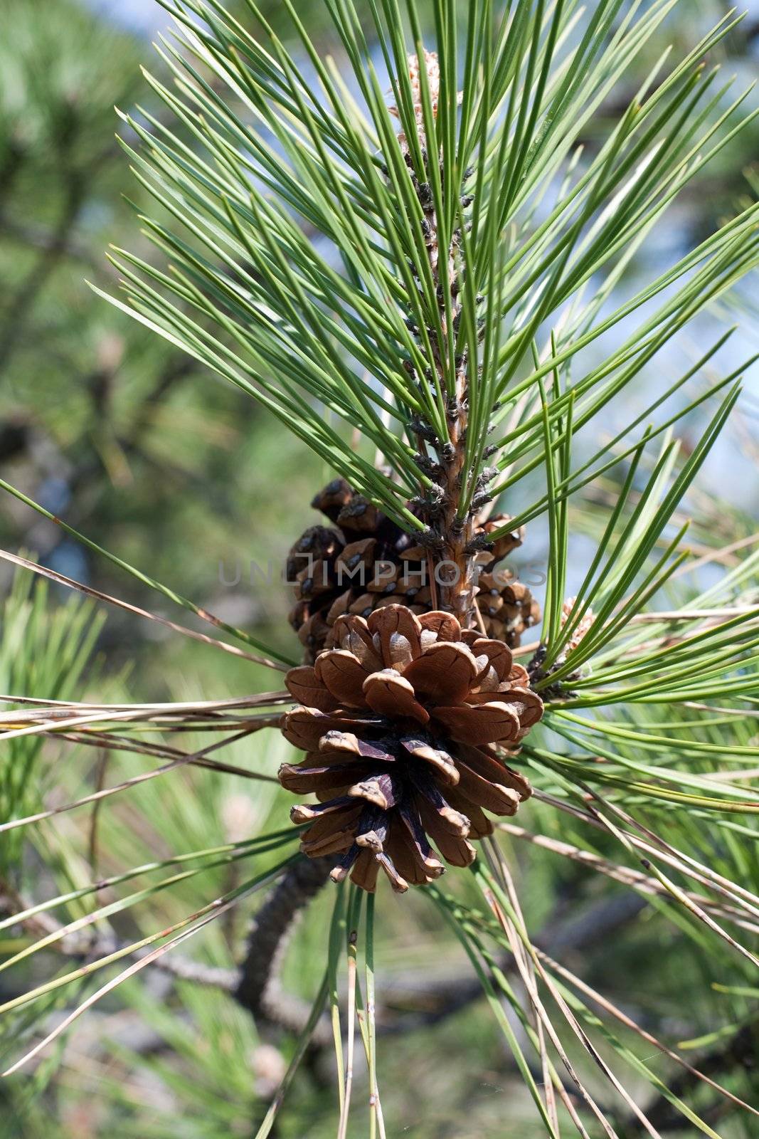 An image of a cone of green pine