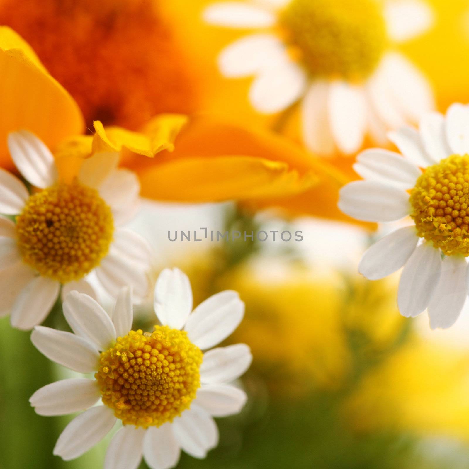 Nature theme: an image of tiny white flowers