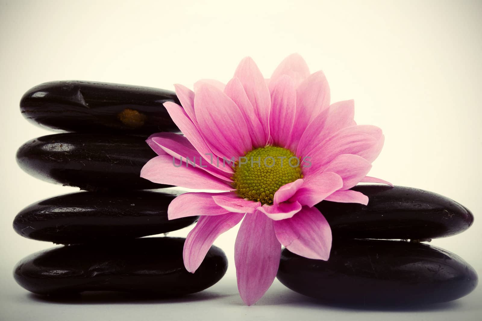 An image of little black stones and flower