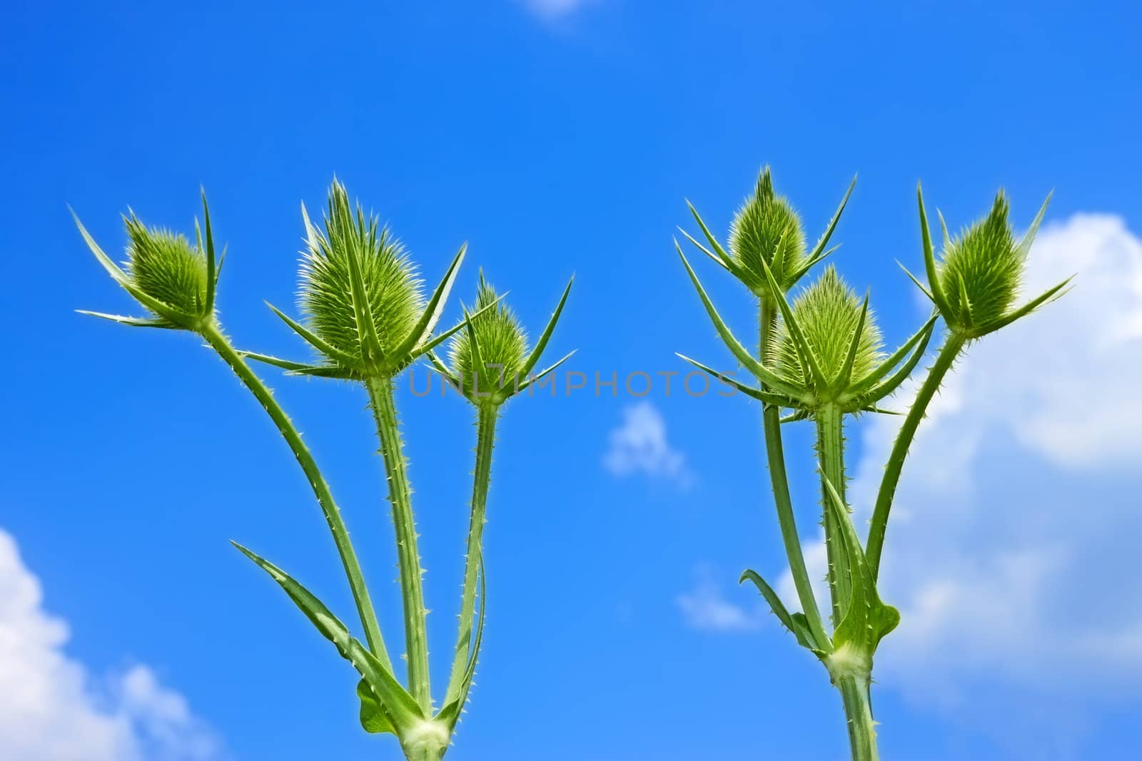 Small teasel flowers by qiiip