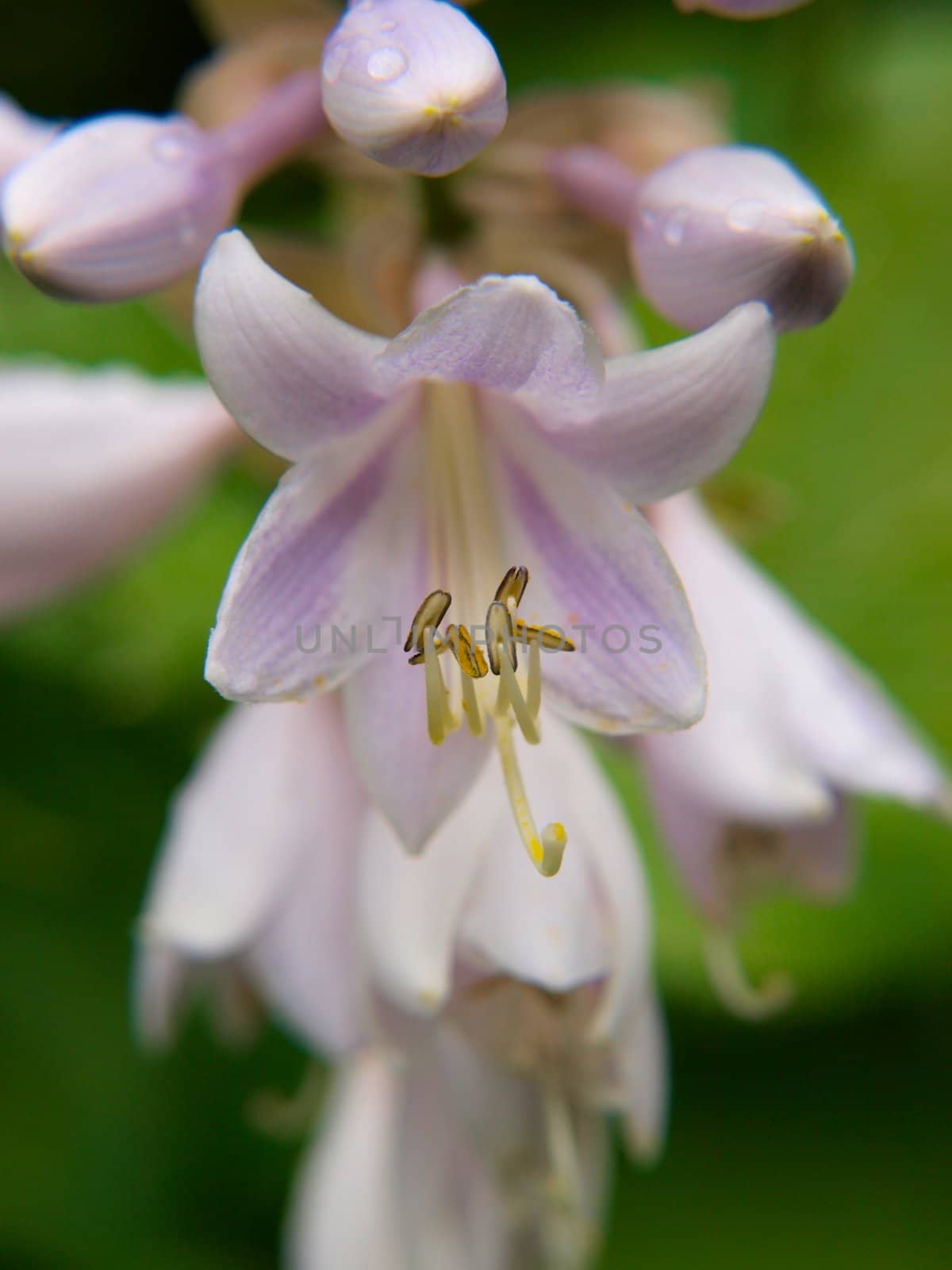 Closeup of lily flower, isolated towards other lilies by Arvebettum