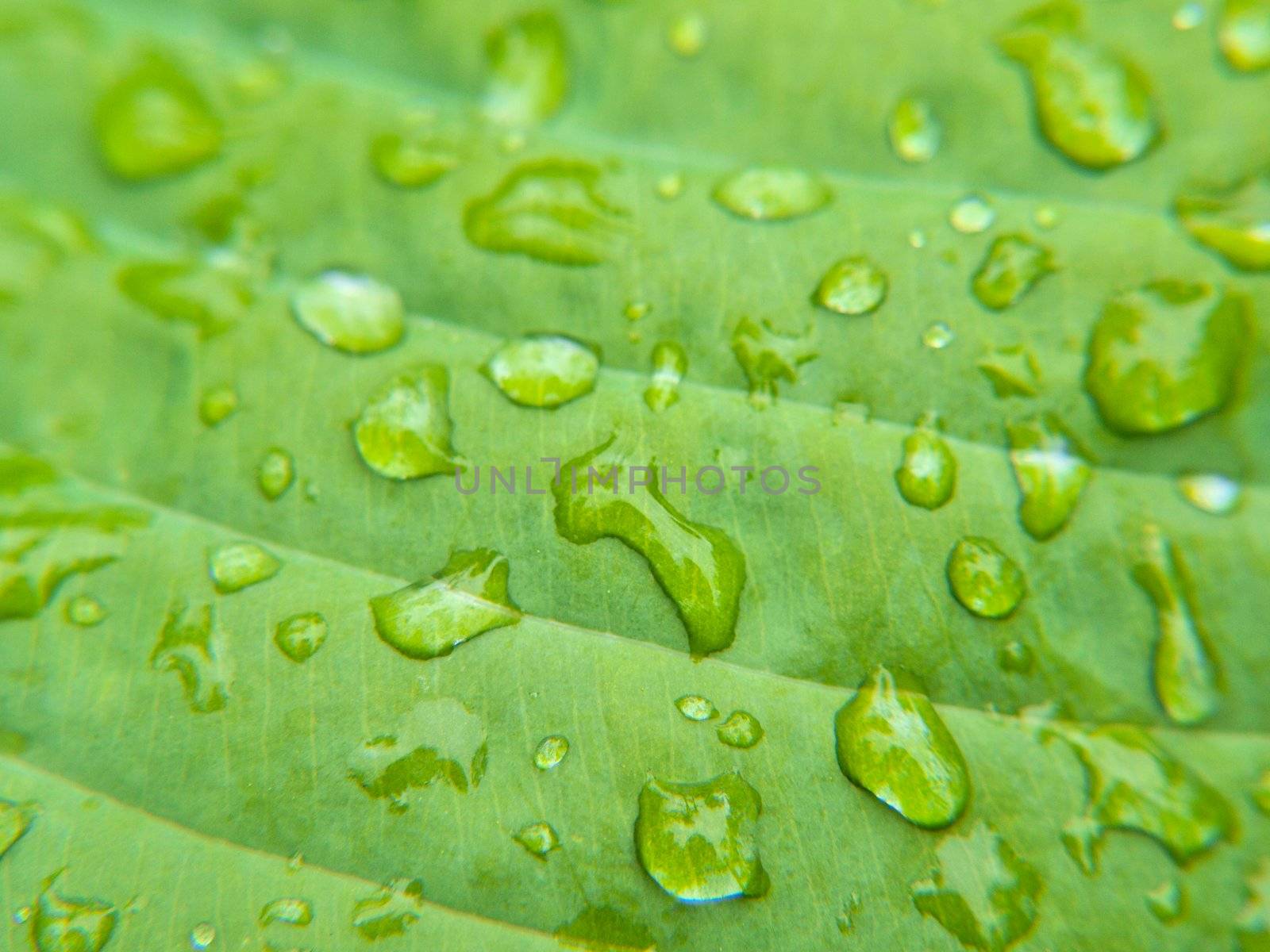 Closeup of small water drops on leaf by Arvebettum