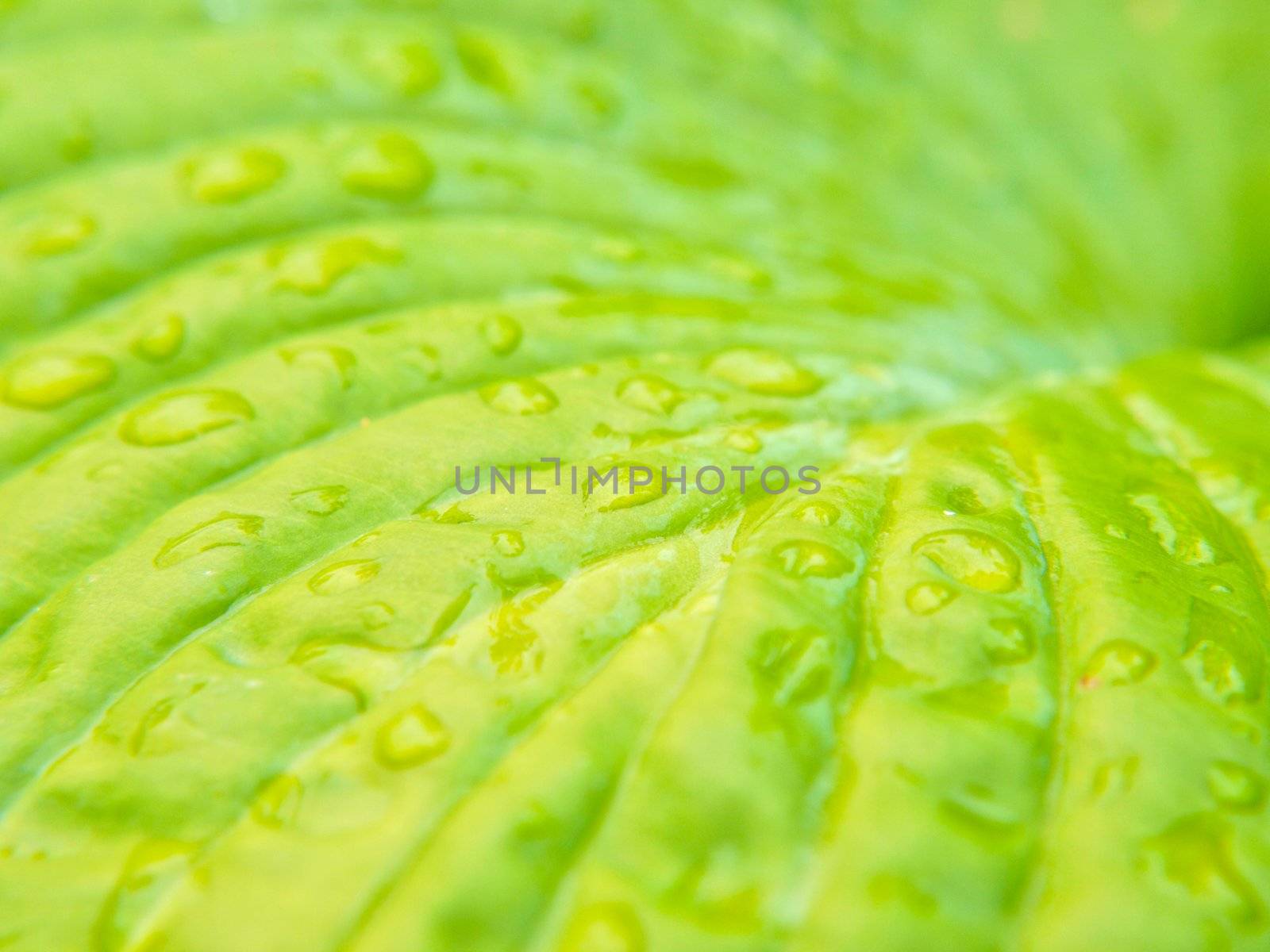 Closeup of small water drops on leaf