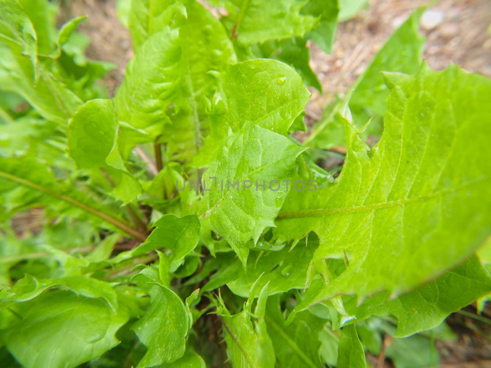 Closeup of fresh green dandelion weed, grass