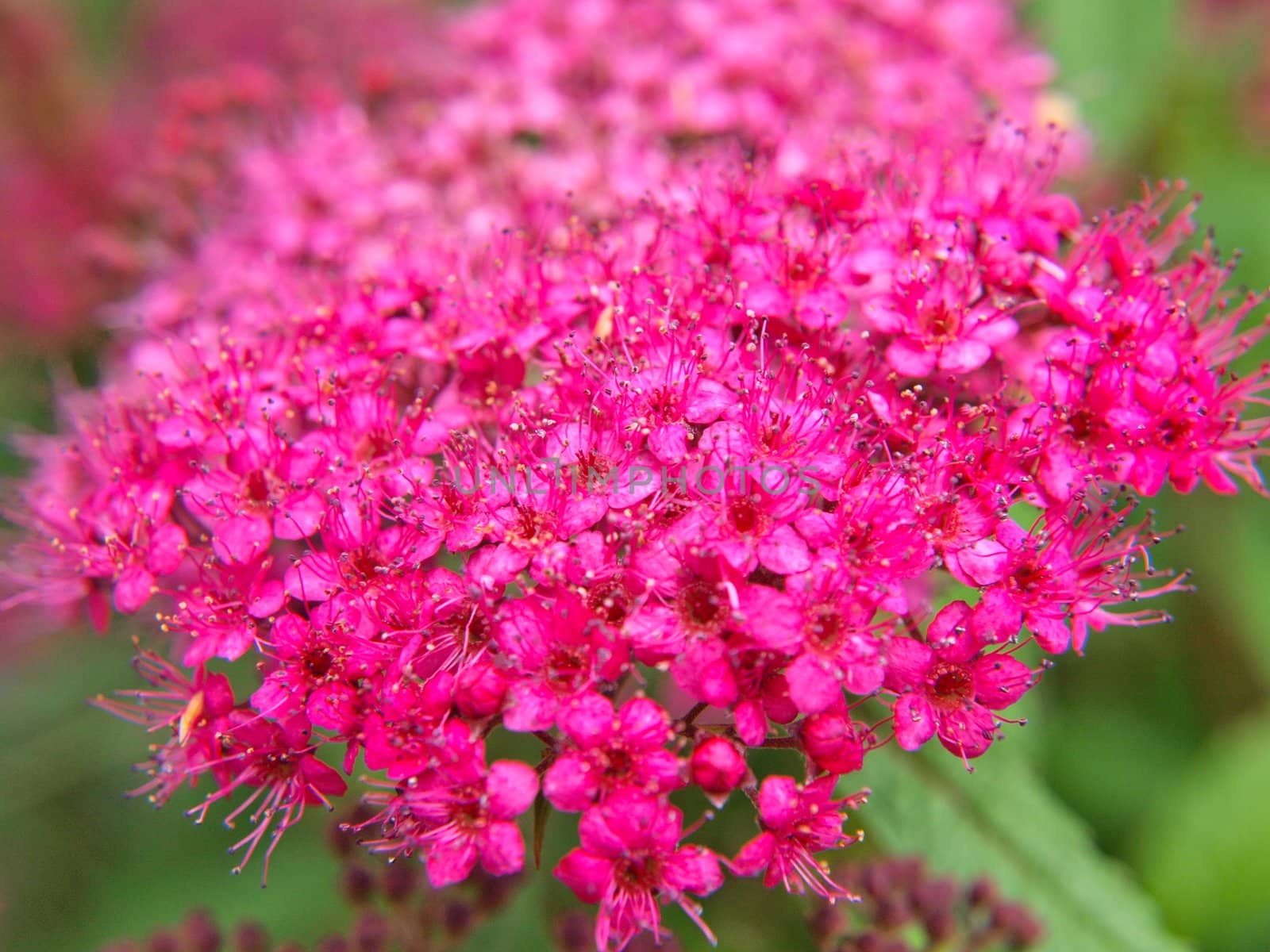 Closeup of small pink flowers, isolated towards green