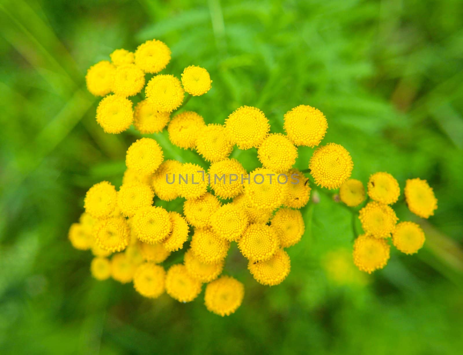 Closeup of small yellow flowers, outdoors towards green