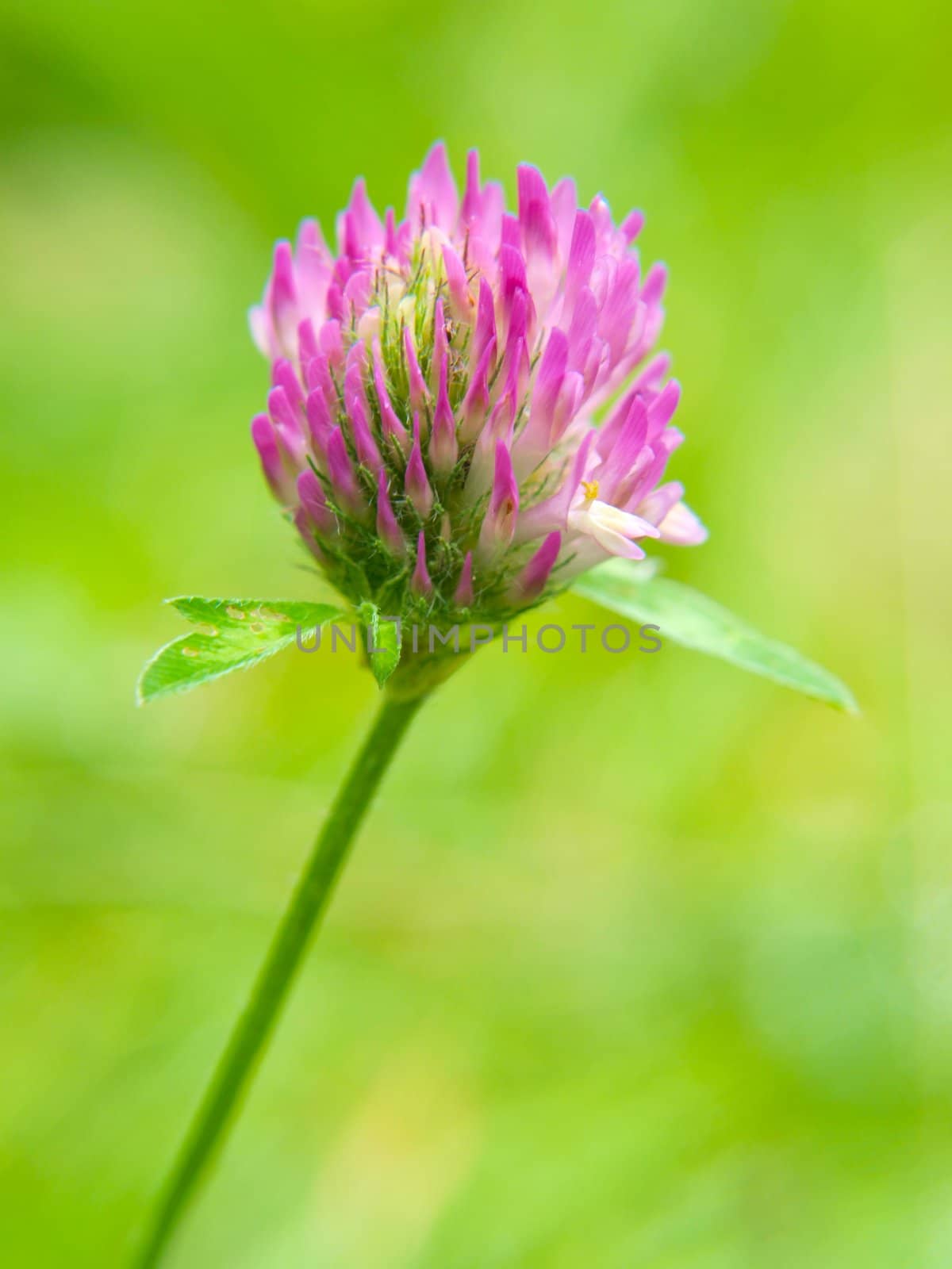 Closeup of pink clover flower, towards green by Arvebettum