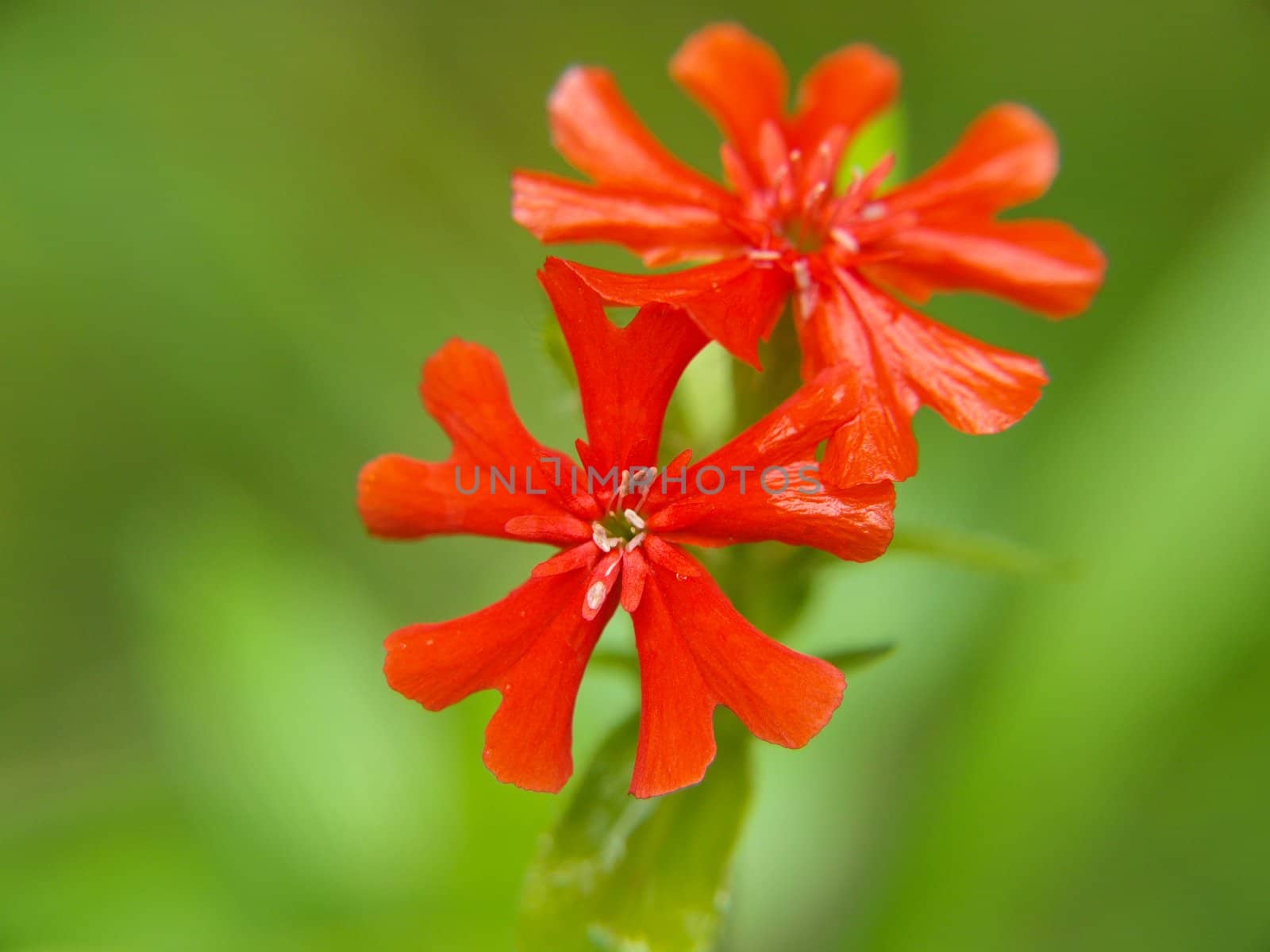 Couple of small red flowers, isolated towards green by Arvebettum