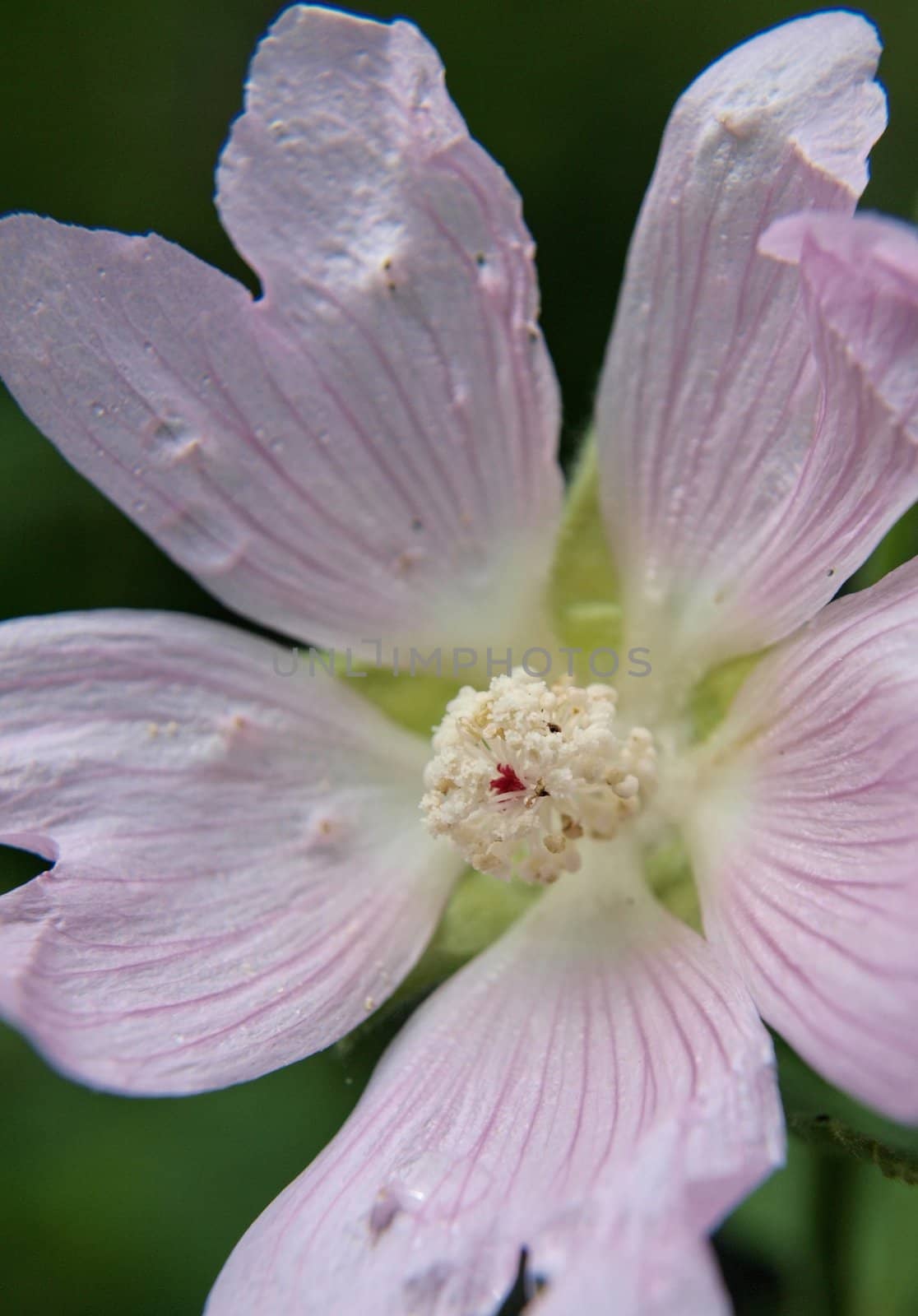Closeup of a violet flower, isolated towards dark green by Arvebettum