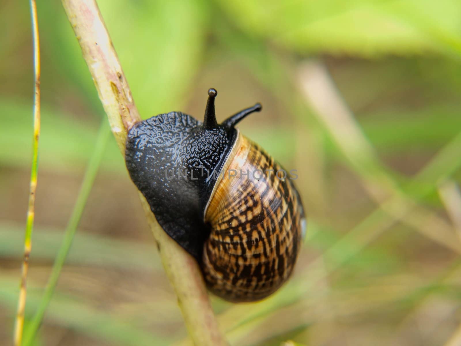 Closeup of snail with house on straw by Arvebettum