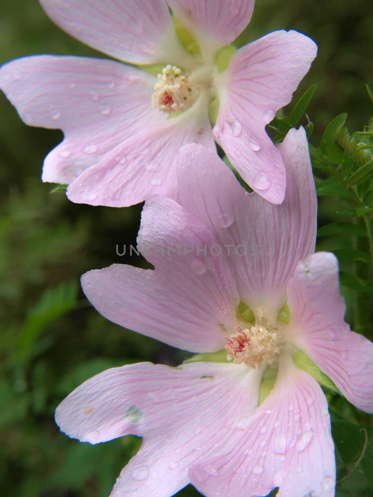 Closeup of a violet flower, isolated towards dark green by Arvebettum