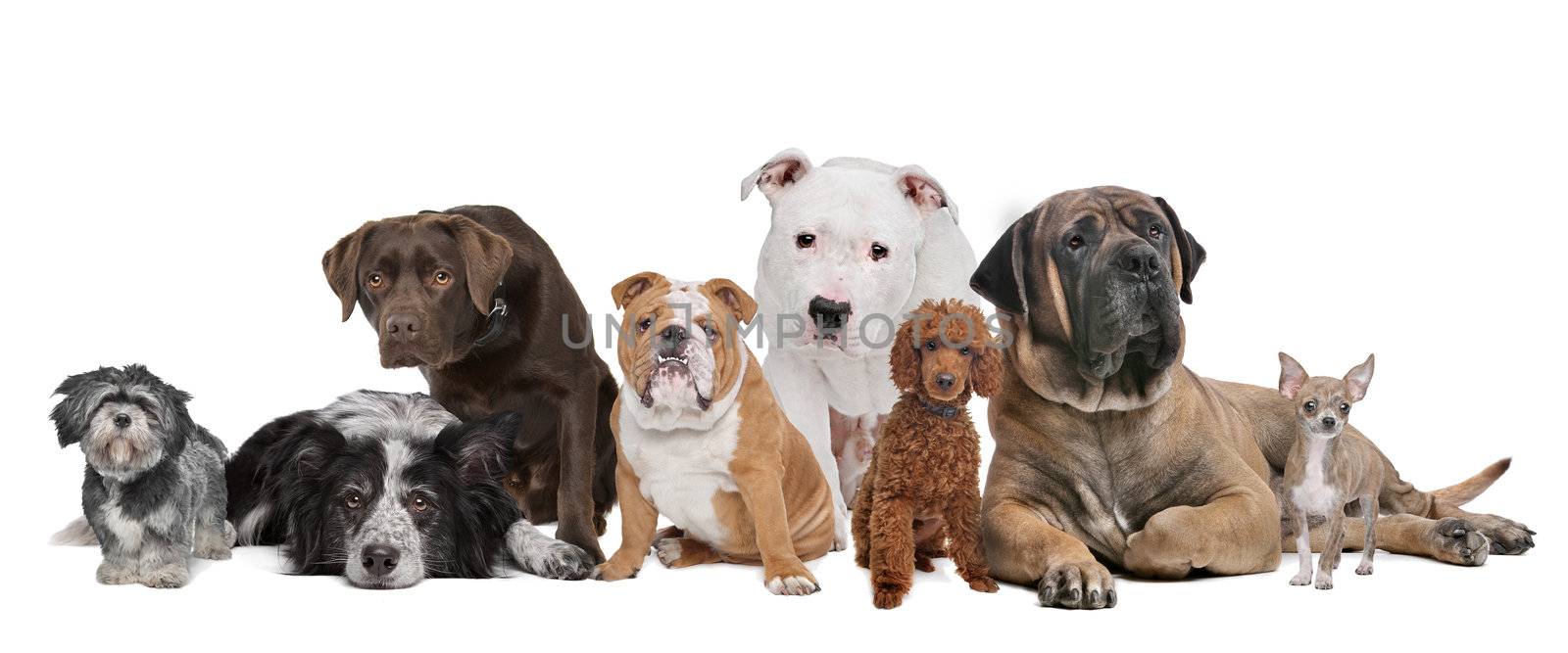 Group of eight dogs sitting in front of a white background