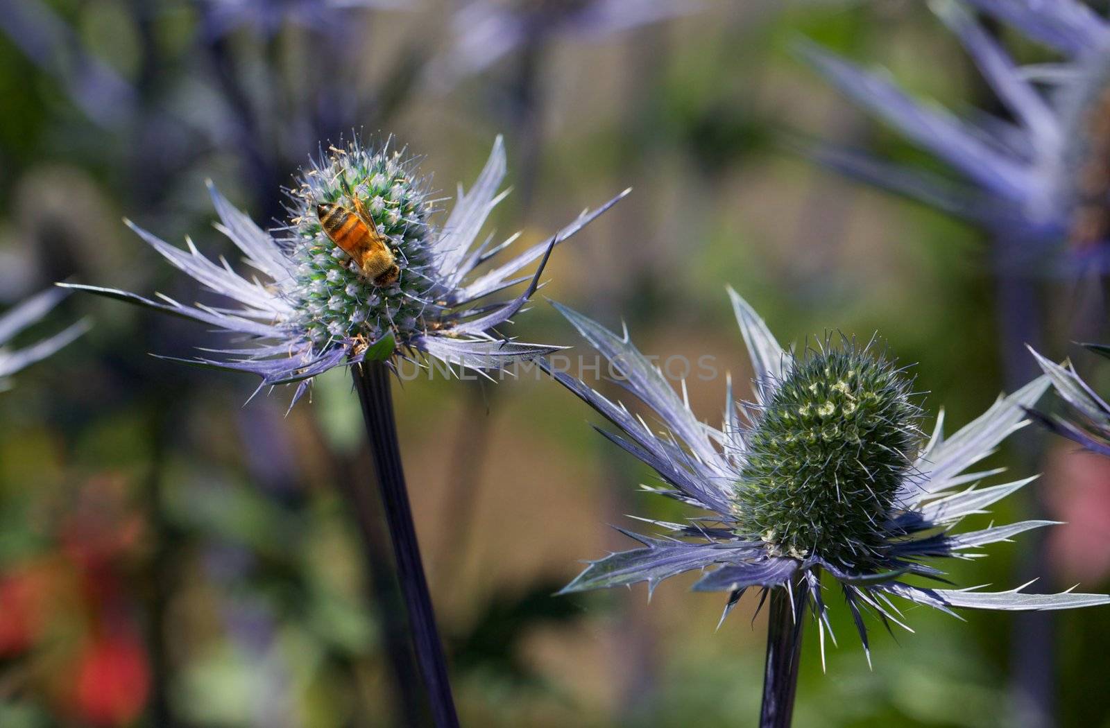 Another Busy bee on Eryngium by bobkeenan