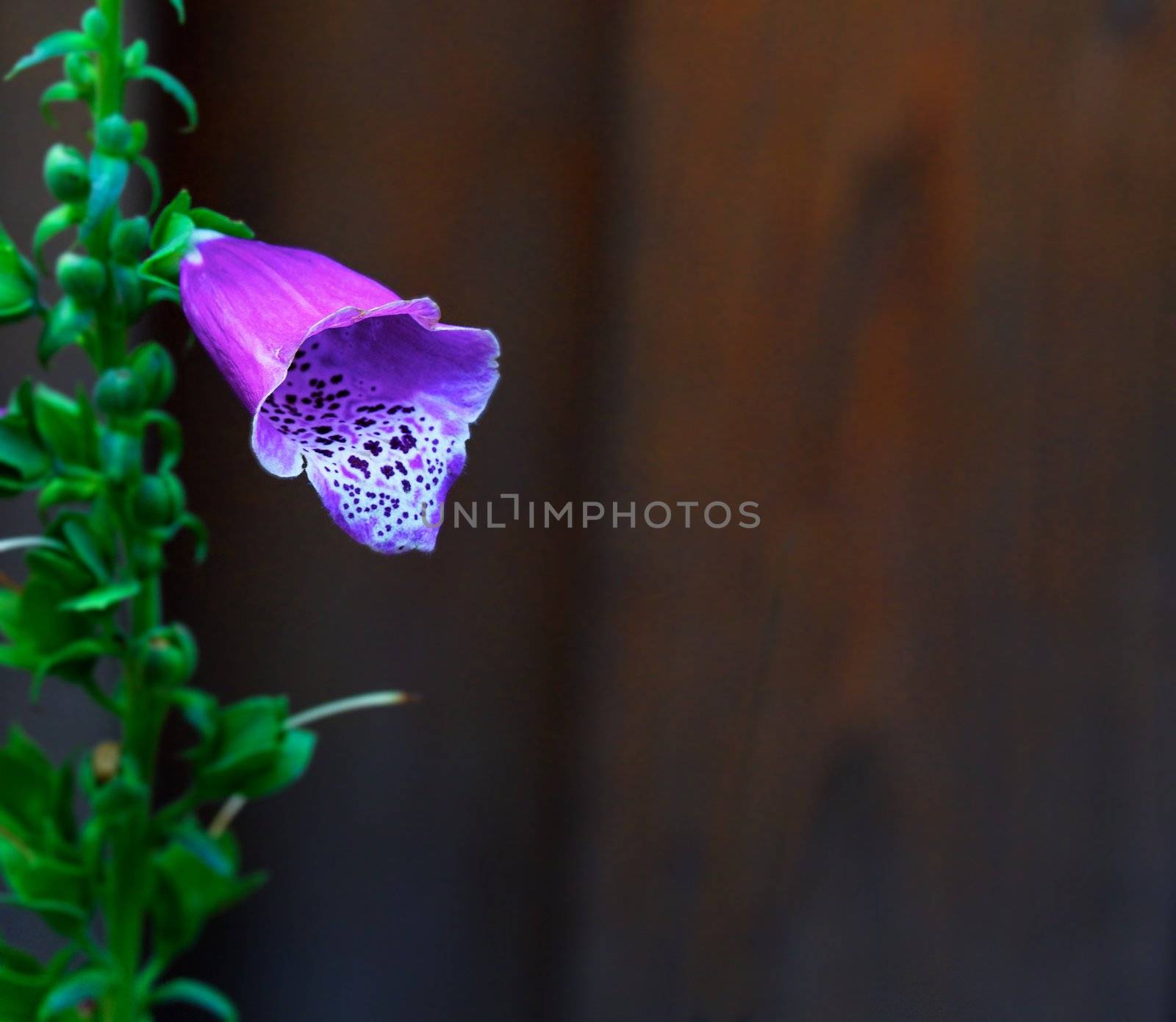 Lone Purple Foxglove against soft focus cedar wood fence