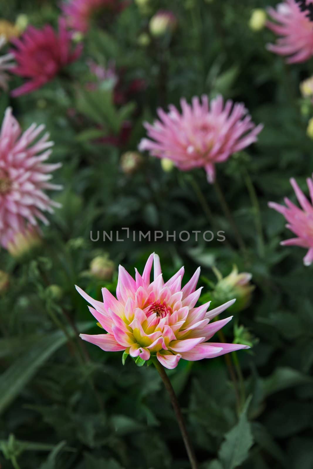 Single sharp image of a  Pink chrysanthemum in field of soft focus flowers