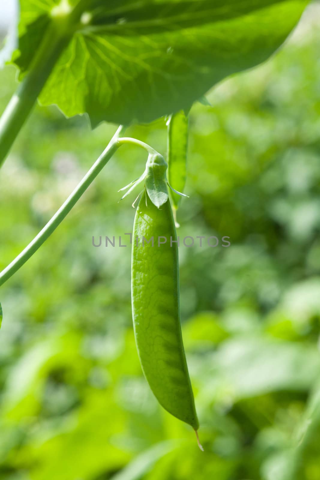 An image of a pod of fresh green bean
