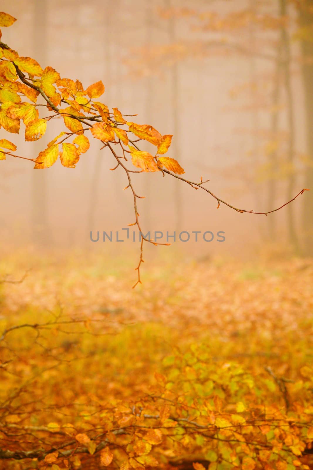 An image of a golden trees in a misty forest