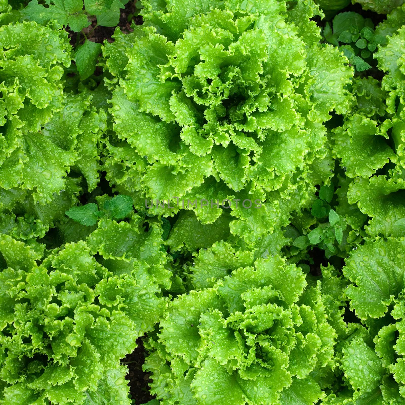 An image of bright fresh green lettuce 