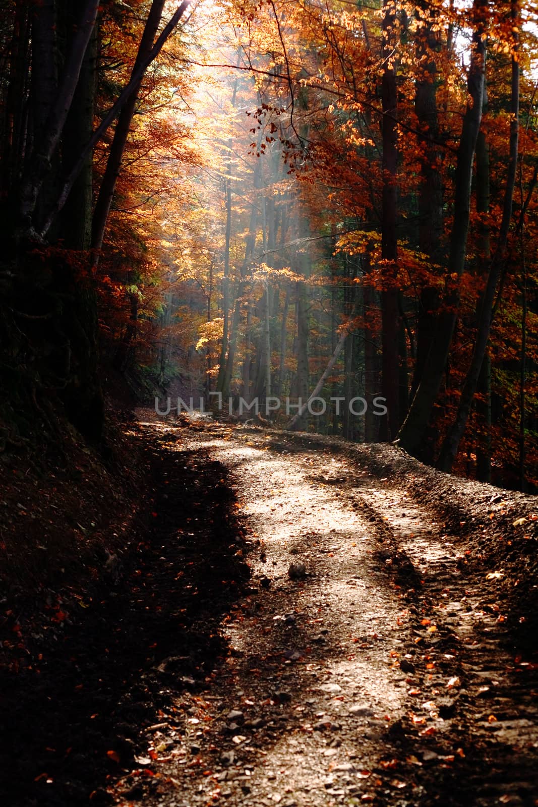 Ray of light in a forest. Autumn theme