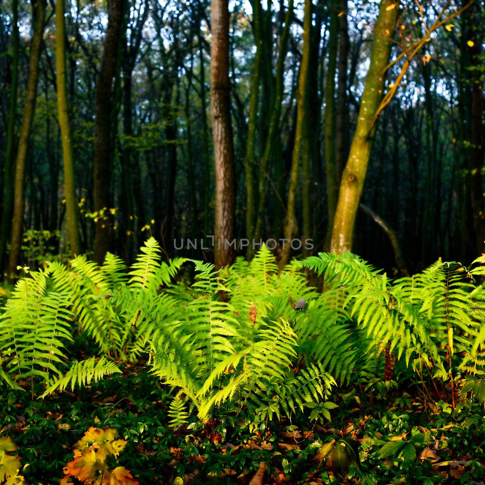 Fern in a forest by velkol