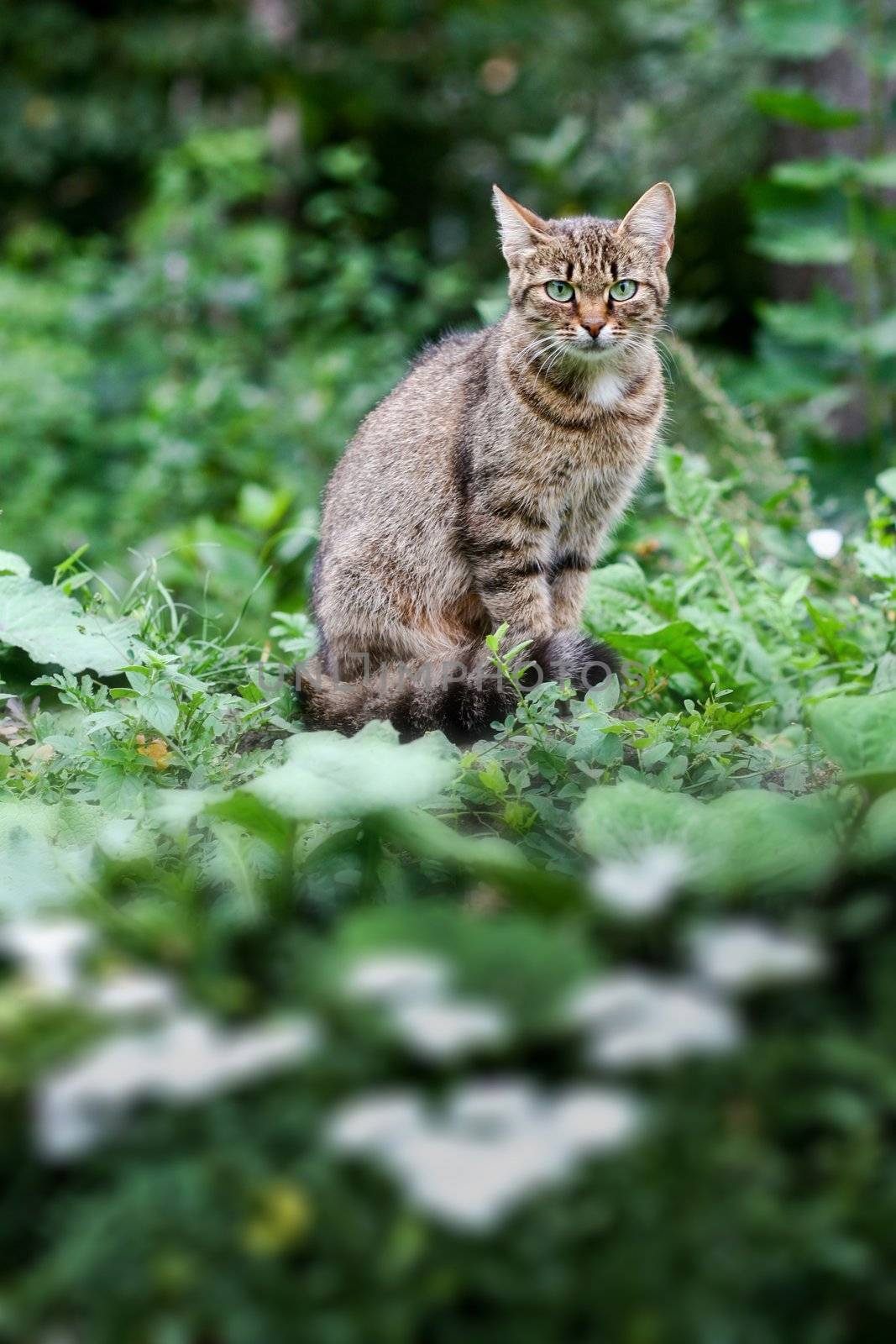 An image of a cat. Outdoor on green grass