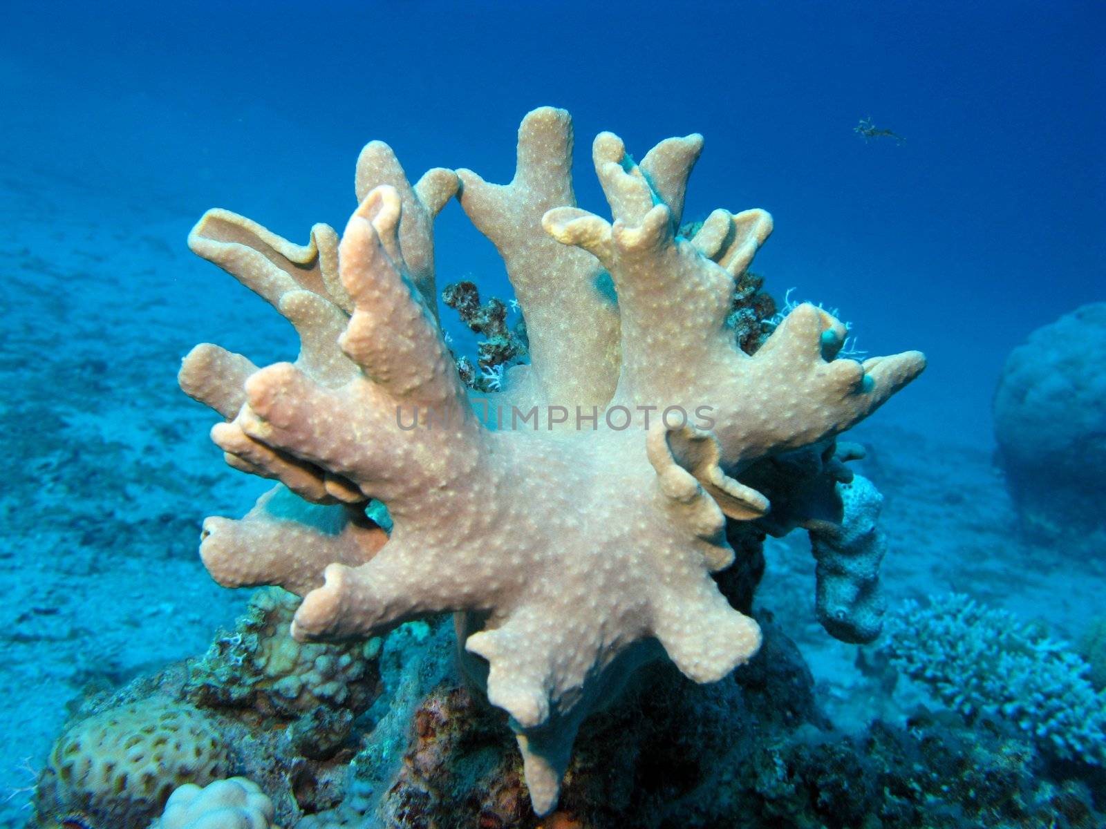 coral reef with soft coral on the bottom  of red sea in egypt