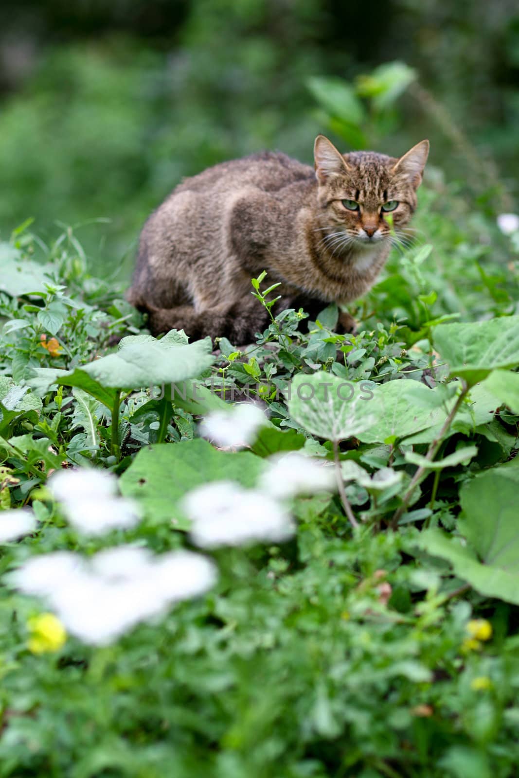 An image of a cat on green grass