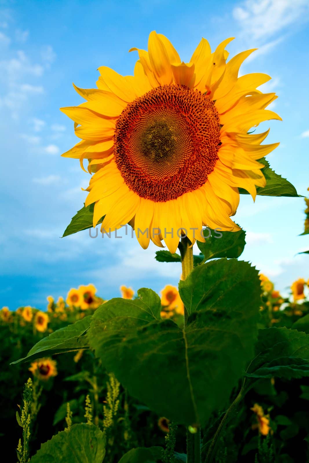An image of a field of bright yellow sunflowers