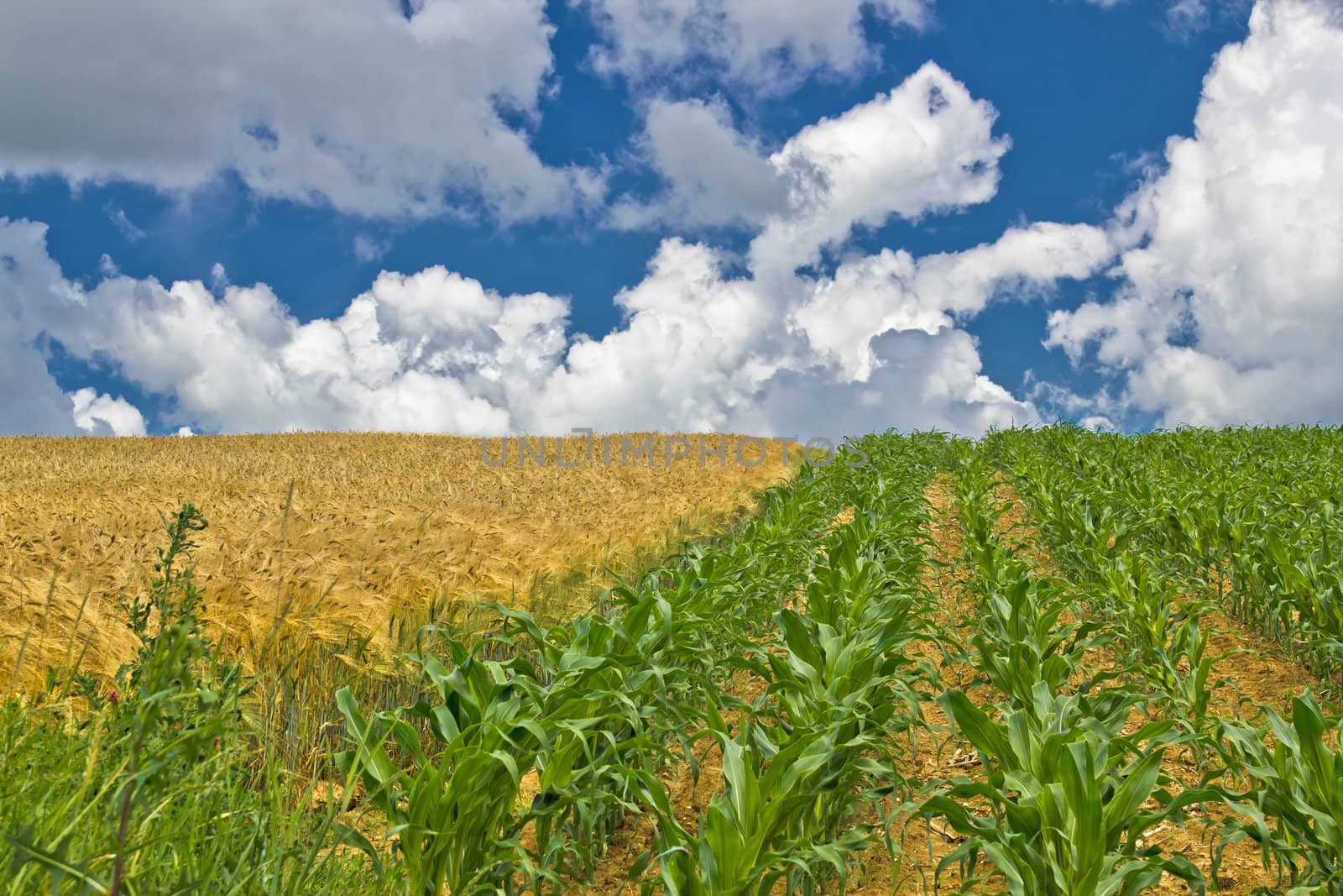 Colorful corn and wheat fields in spring by xbrchx