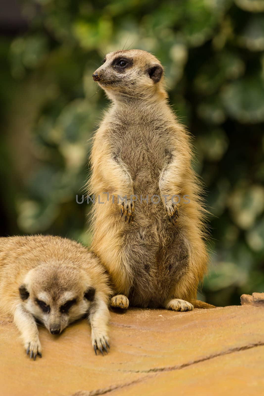 Meerkat looking around and checking out it's surroundings