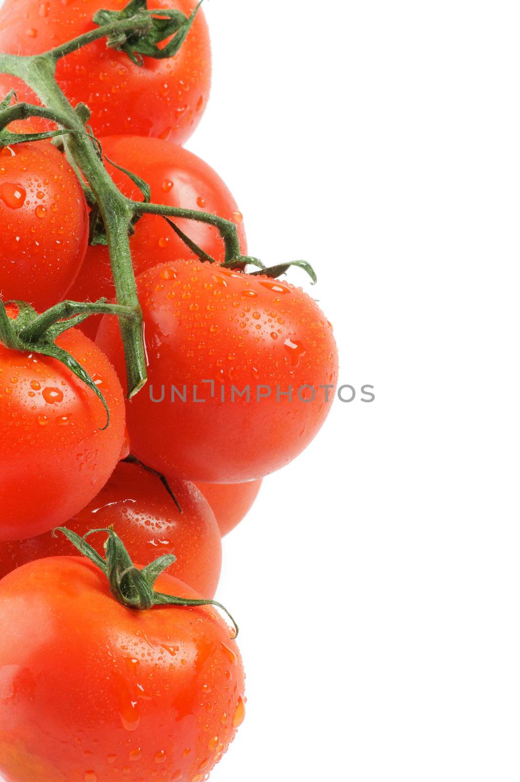 Frame of Tomatoes on twigs with droplets isolated on white background