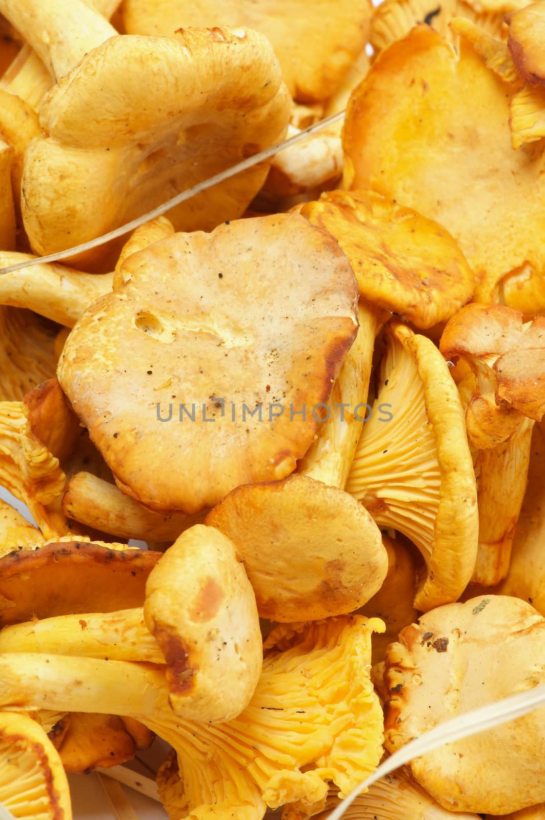 Background of Fresh Raw Chanterelles close up