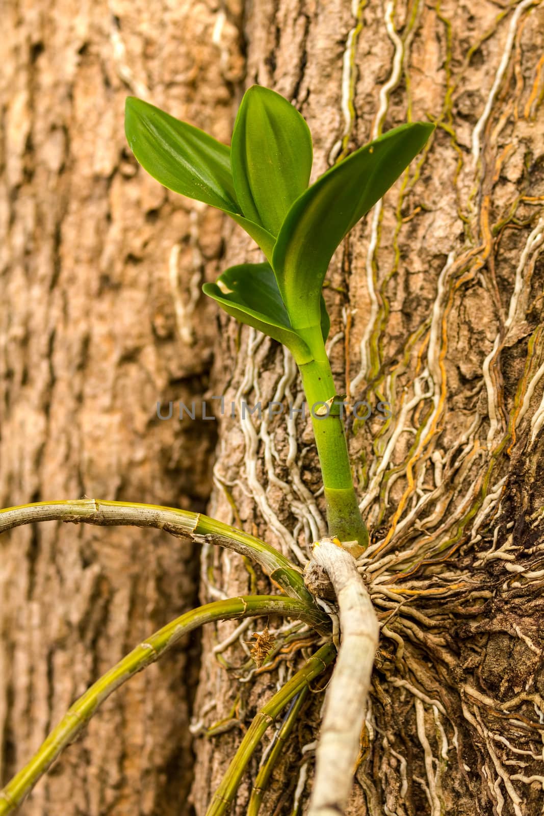 Orchid on the tree in forest, Thailand