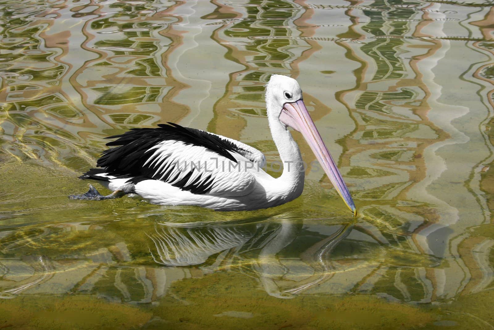 Pelican pink on water in reflection