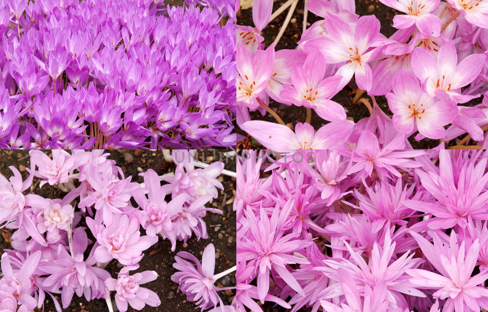 Collage background of purple crocuses. The picture is made up of several photographs