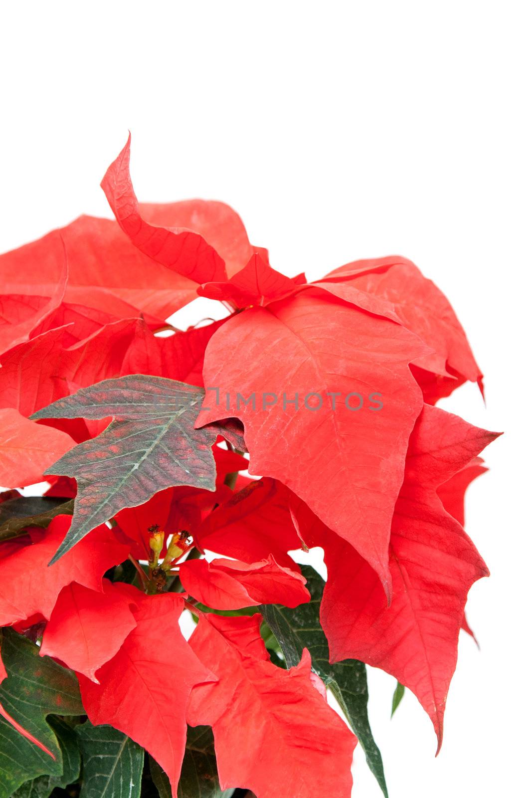 Red flower with green sheet on white background